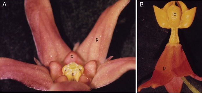 Fig. 7.