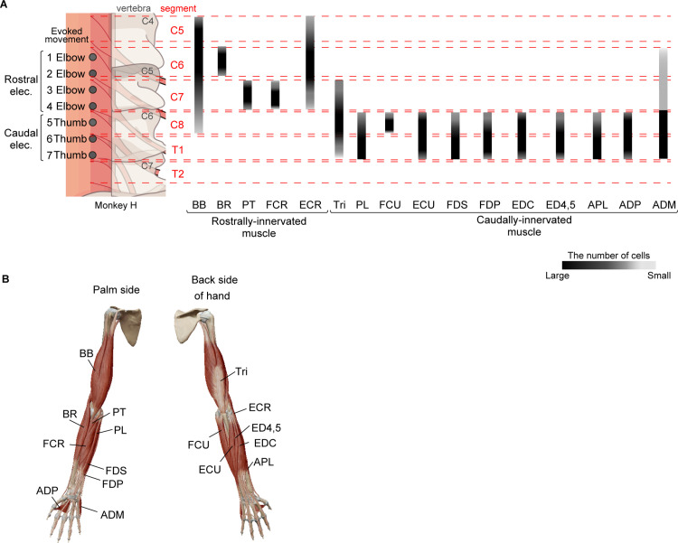 Figure 4—figure supplement 1.