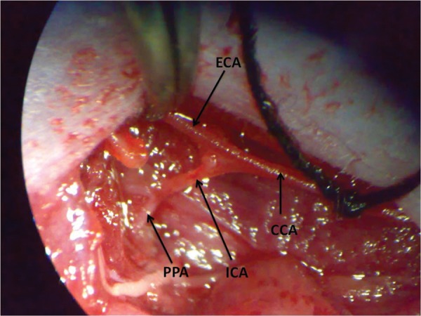 Fig. 1: