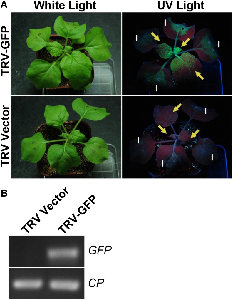 Figure 2.