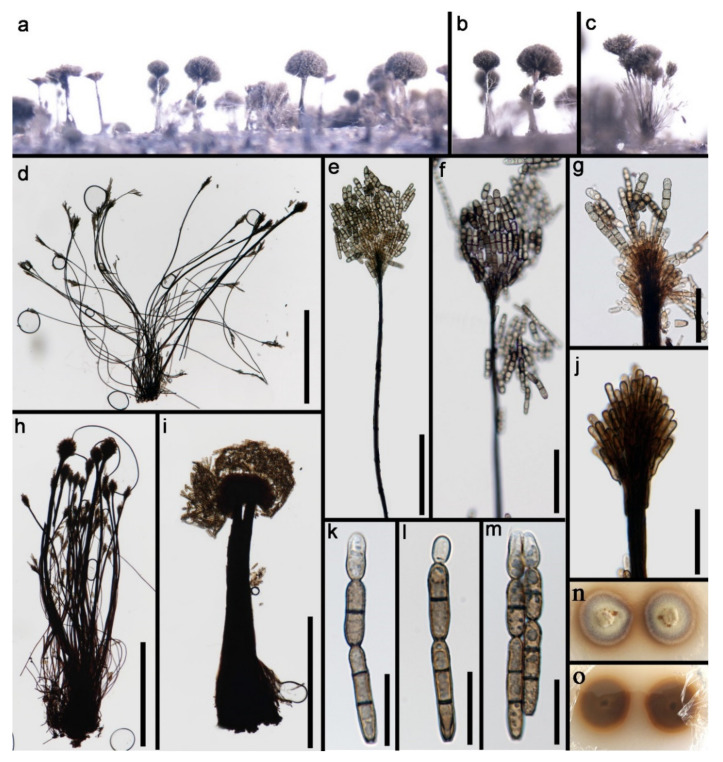 Figure 25