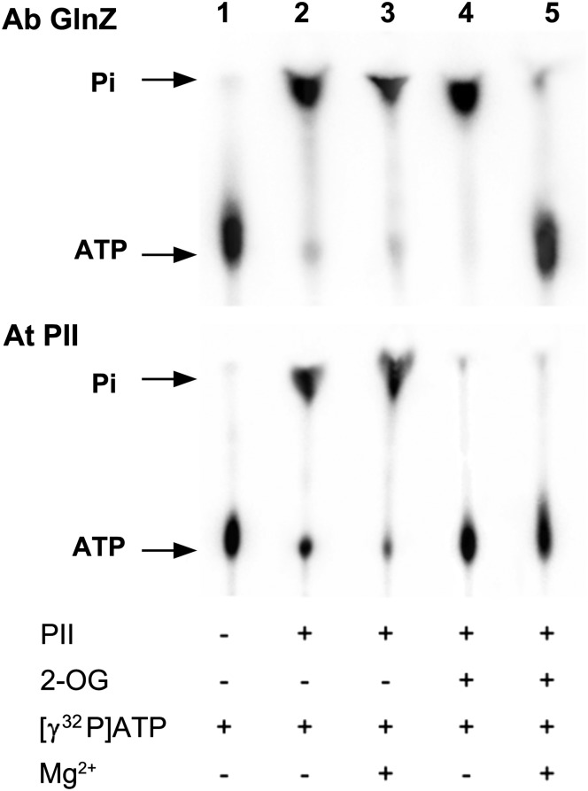 Fig. 5.