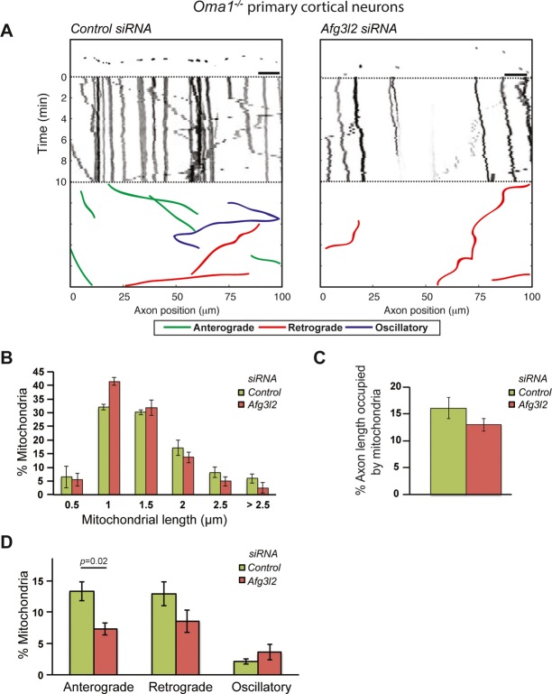 Loss of the m-AAA protease subunit AFG3L2 causes mitochondrial ...