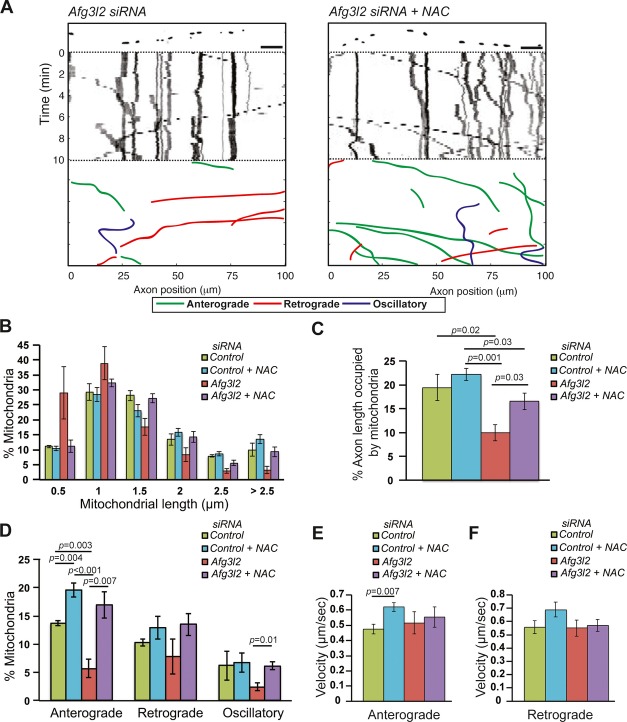 Loss of the m-AAA protease subunit AFG3L2 causes mitochondrial ...