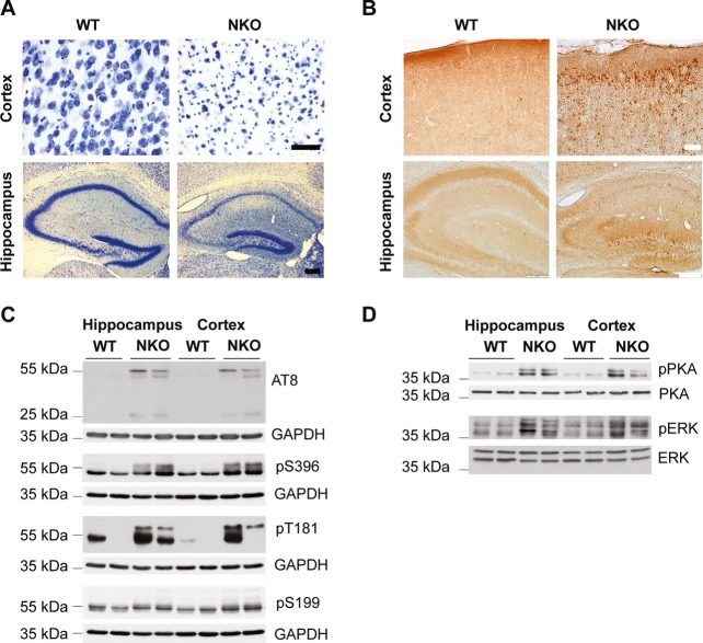 Loss of the m-AAA protease subunit AFG3L2 causes mitochondrial ...