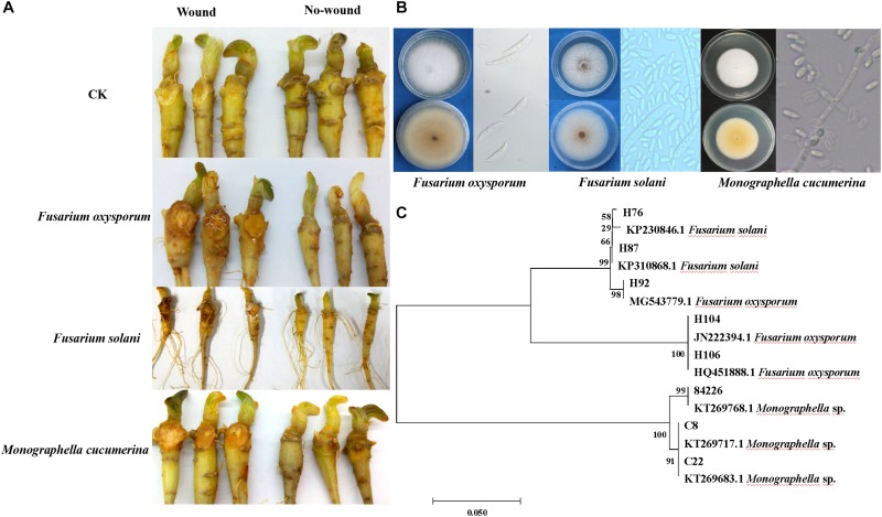 FIGURE 2