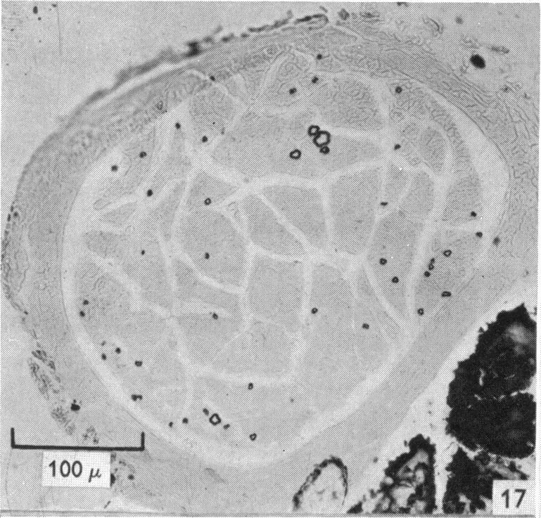 Fig. 17