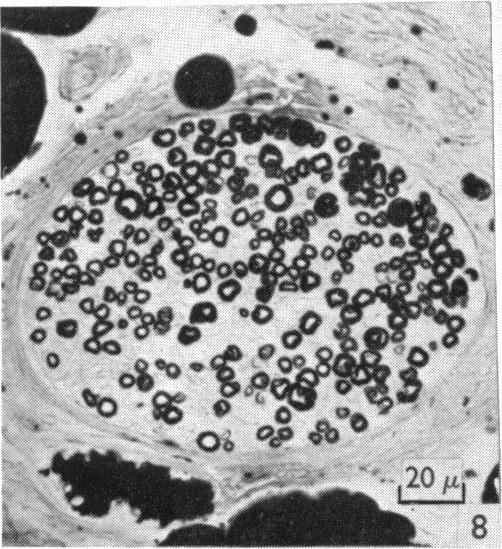 Fig. 8