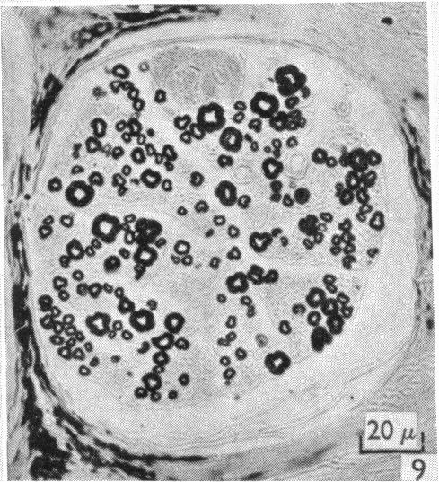 Fig. 9