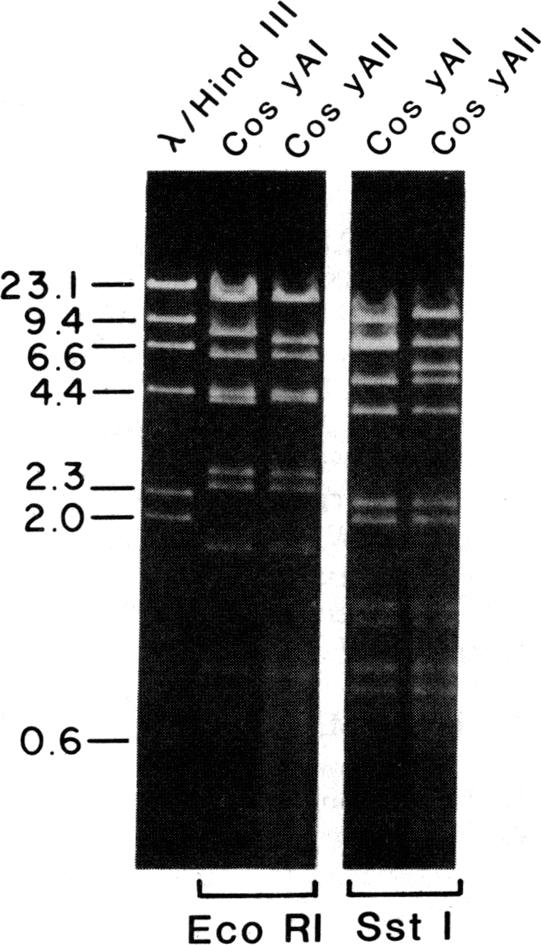 graphic file with name pnas00343-0211-a.jpg