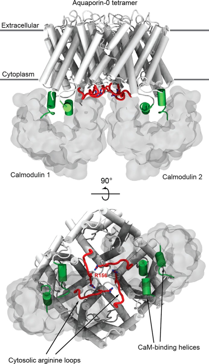 FIGURE 1.