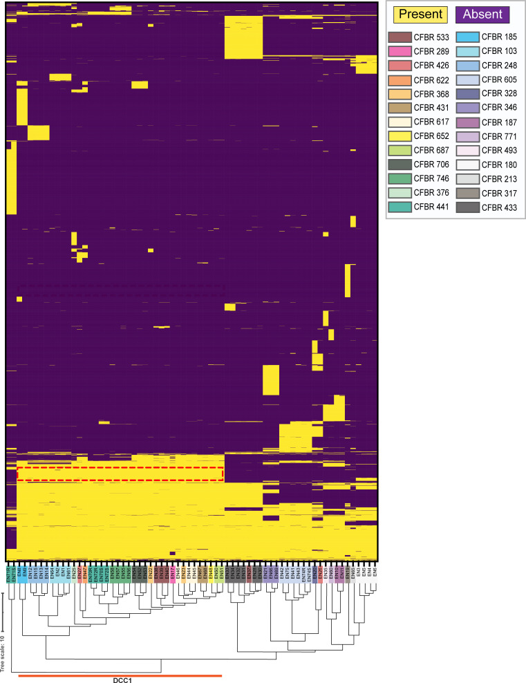 Heatmap with a dendrogram, representing gene presence and absence across multiple isolates, listed at the bottom. Isolates are color-coded according to a legend on the right. Heatmap visualizes the distribution of gene clusters.