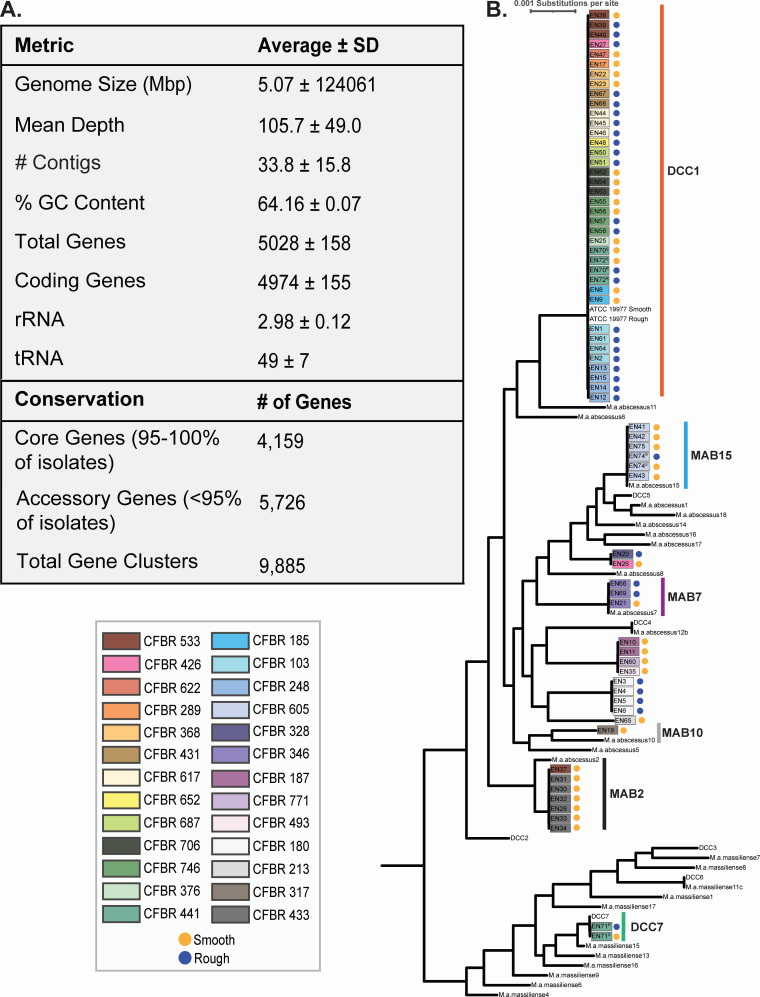 Table of genomic metrics and a phylogenetic tree. The table lists average genome size, gene count, and gene conservation across isolates. The phylogenetic tree depicts relationships between isolates with color-coded smooth or rough colony phenotypes.