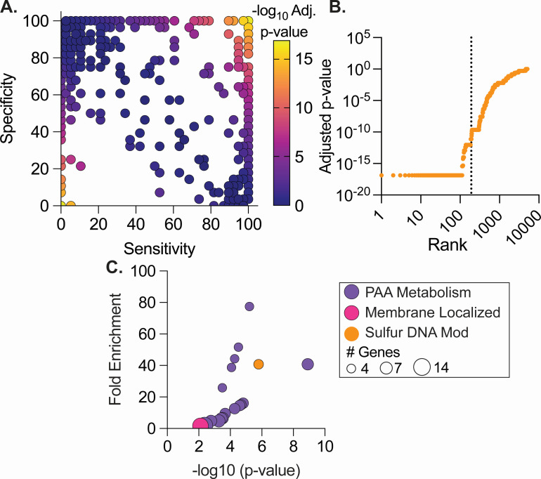 Specificity vs sensitivity plot with colored points representing p-values, rank vs p-value graph indicating significance trends, and fold enrichment vs p-value plot for PAA metabolism, membrane localization, and sulfur DNA modification.