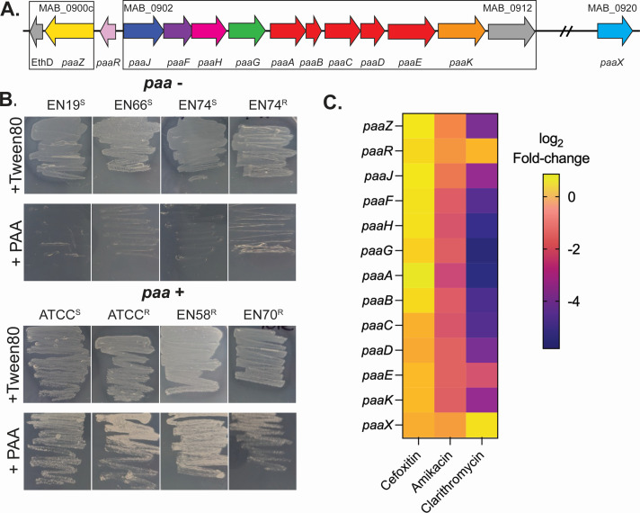 Genetic map of the paa gene cluster, bacterial growth plates comparing different conditions across strains, and heatmap of log2 fold changes in gene expression under different antibiotic treatments.