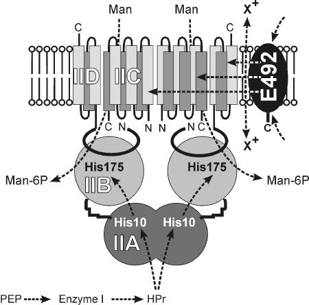 FIG. 1.