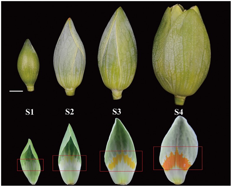 FIGURE 1