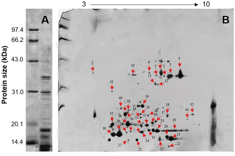 FIGURE 3