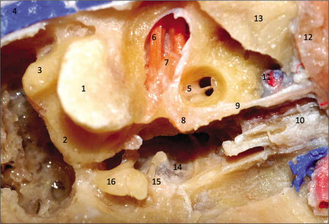 Figura 7: