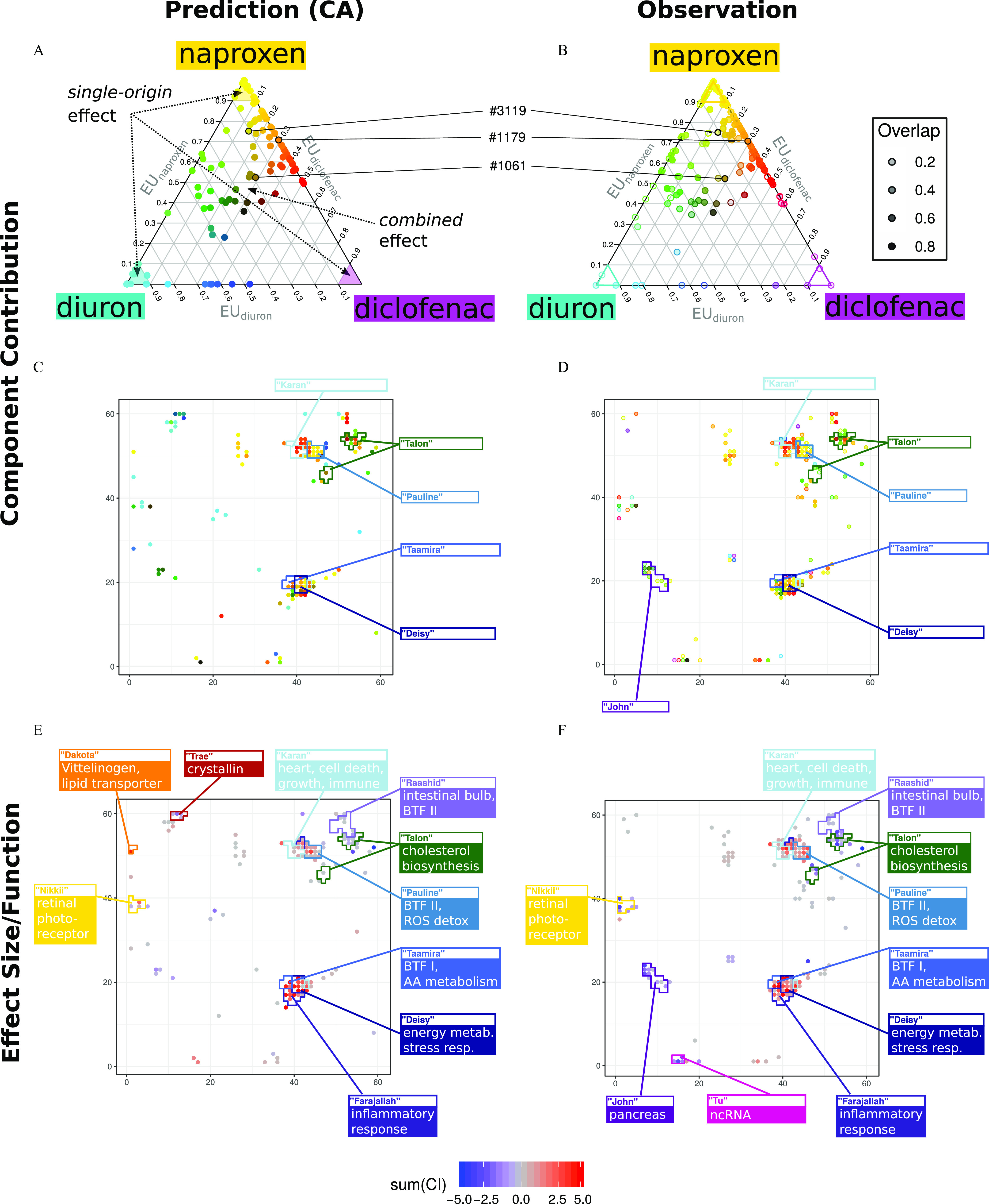 Figure 5A and 5B are triangle matrices titled Prediction (concentration addition) and observation plotting effect units of naproxen, ranging from 0.1 to 0.9 in increments of 0.1 (left y-axis) and effect units of diclofenac, ranging from 0.1 to 0.9 in increments of 0.1 (right y-axis) across effect units of diuron, ranging from 0.1 to 0.9 in decrements of 0.1 (x-axis) for single-origin effect, combined effect, number 1179, number 3119, and number 1061. A scale titled overlap is ranging from 0.8 to 0.2 in decrements of 0.2, respectively. Figure 5C and 5D are scatter plots plotting Component contributions, ranging from 0 to 60 in increments of 20 (y-axis) across effect of the mixture, ranging from 0 to 60 in increments of 20 (x-axis) for Karan, Talon, Pauline, Taamira, and Deisy. Figure 5E and 5F are scatter plots plotting Effect size per function, ranging from 0 to 60 in increments of 20 (y-axis) across effect of the mixture, ranging from 0 to 60 in increments of 20 (x-axis) for Dakota: Vittelinogen, lipid transporter; Trae: Crystallin; Karan: Heart, cell death, growth, immune; Raashid: intestinal bulb, B T F 2; Talon: cholesterol biosynthesis; Pauline: B T F 2, R O S detox; Taamira: B T F 1, A A metabolism; Deisy: energy metab, stress resp.; Farajallah: inflammatory response in Figure 5E and Nikkii: retinal photo receptor; Karan: Heart, cell death, growth, immune; Raashid: intestinal bulb, B T F 2; Talon: cholesterol biosynthesis; Pauline: B T F 2, R O S detox; Taamira: B T F 1, A A metabolism; Deisy: energy metab, stress resp.; Farajallah: inflammatory response in Figure 5F. A scale depicting sum of confidence interval ranges from negative 5.0 to 5.0 in increments of 2.5.