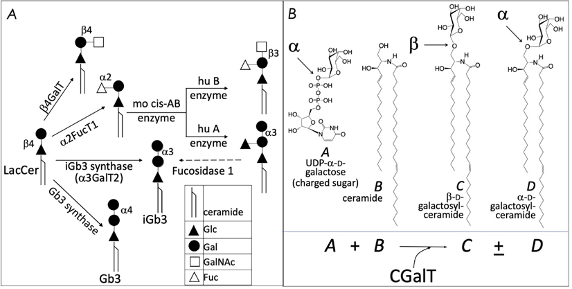 FIG. 4: