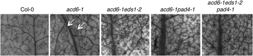 Figure 2 