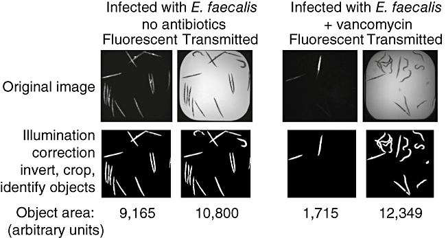 Fig. 2