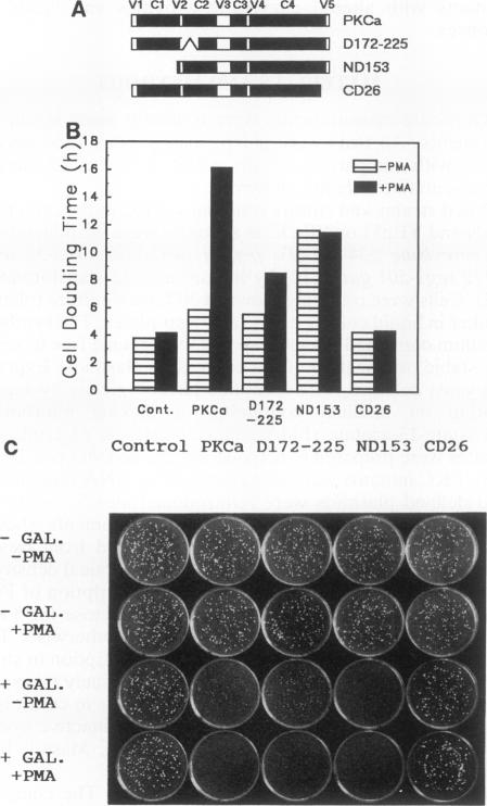 graphic file with name molcellb00020-0286-a.jpg