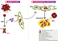 graphic file with name CTI2-10-e1252-g007.jpg