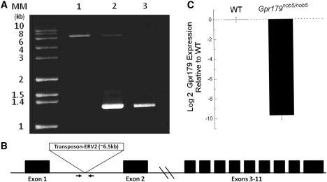 Figure 1