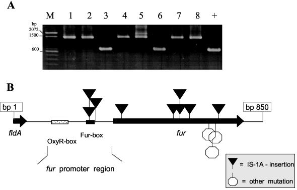 FIG. 6.