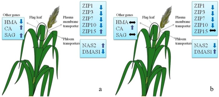 Fig 6