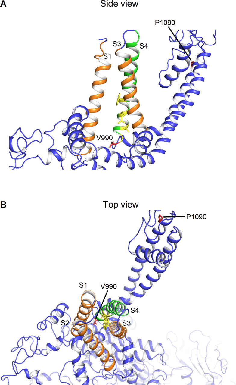 Figure 3—figure supplement 1.