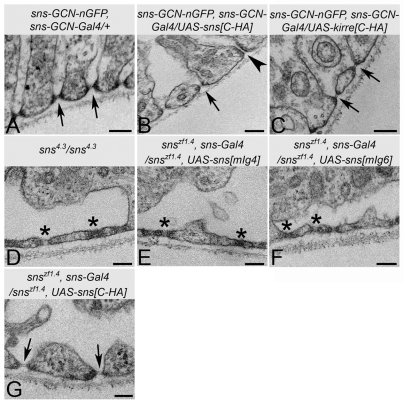 Fig. 8.