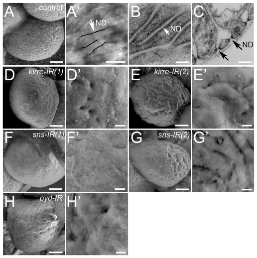 Fig. 7.