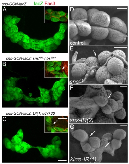 Fig. 3.