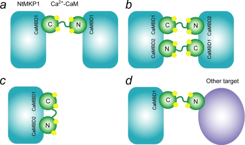 FIGURE 11.