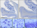 graphic file with name JOA-237-301-g009.jpg
