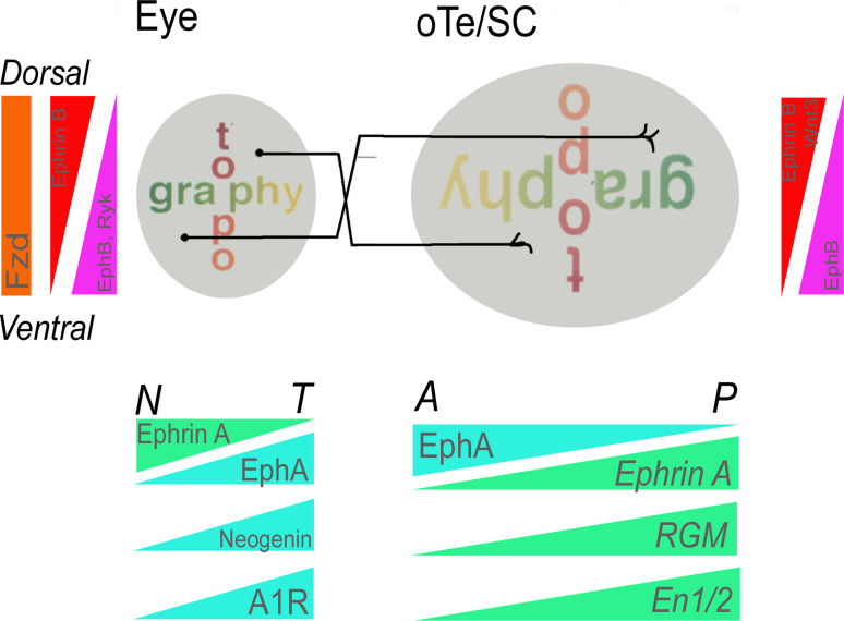 Fig. 2