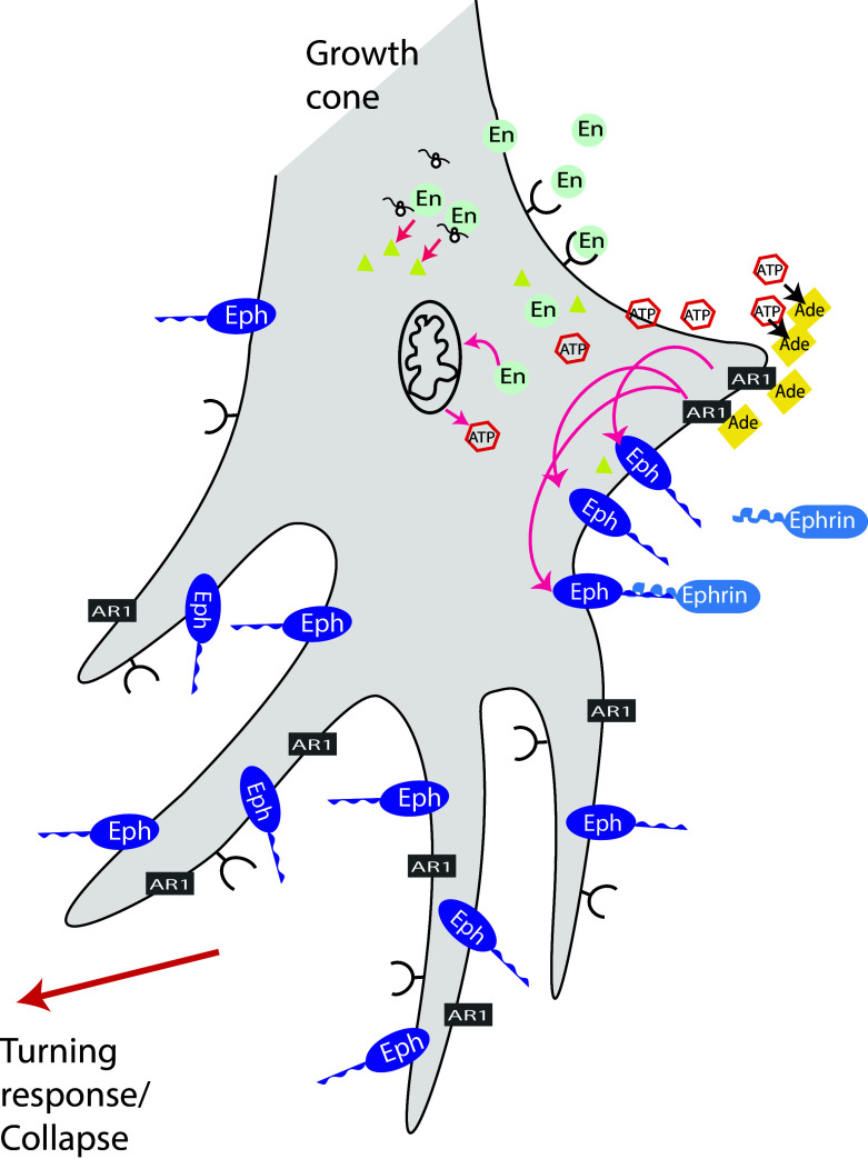 Fig. 4