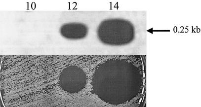 FIG. 4.