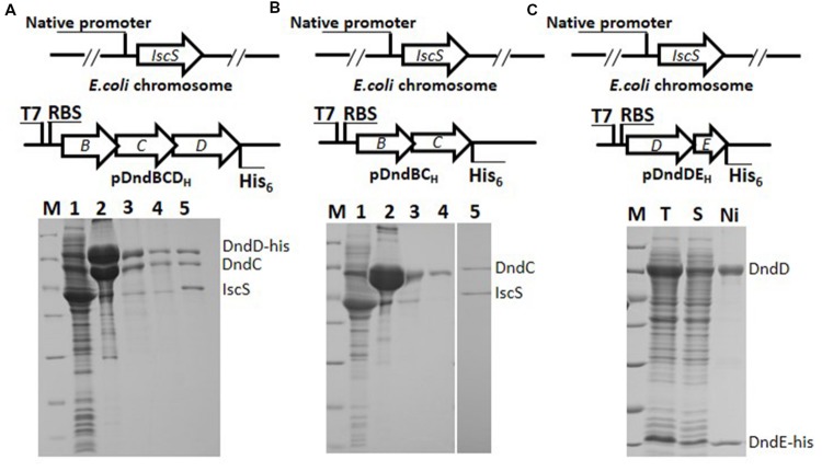 FIGURE 4