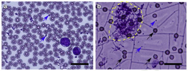 Fig. 6