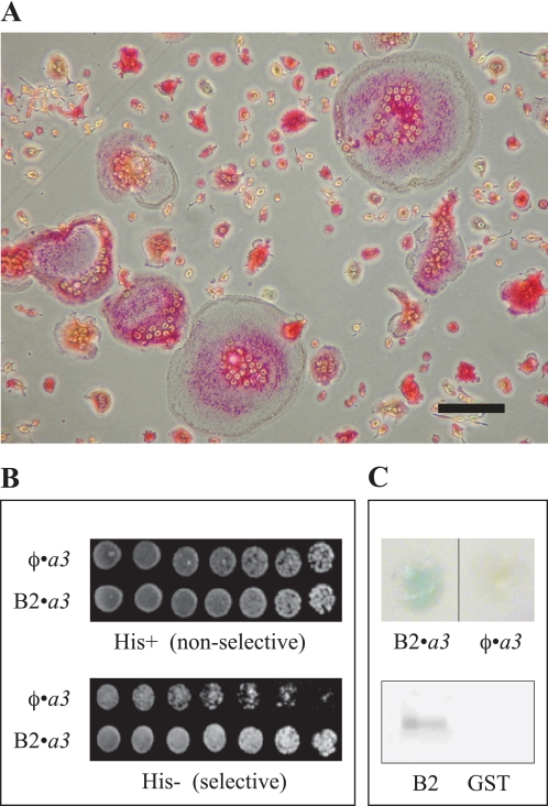 FIGURE 1.