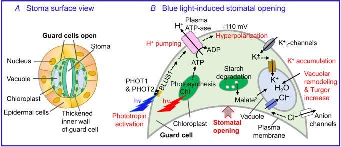 Fig. 7