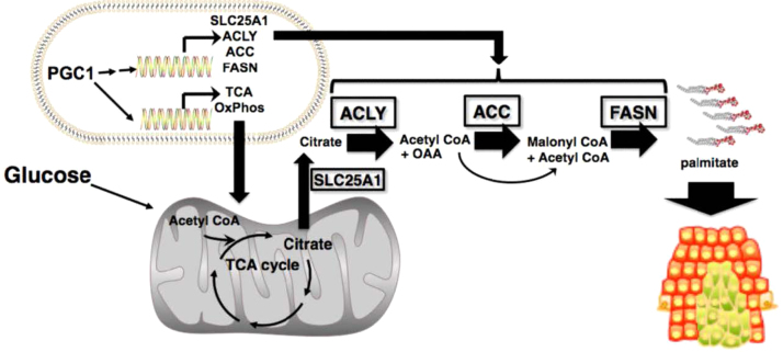 Fig. 11