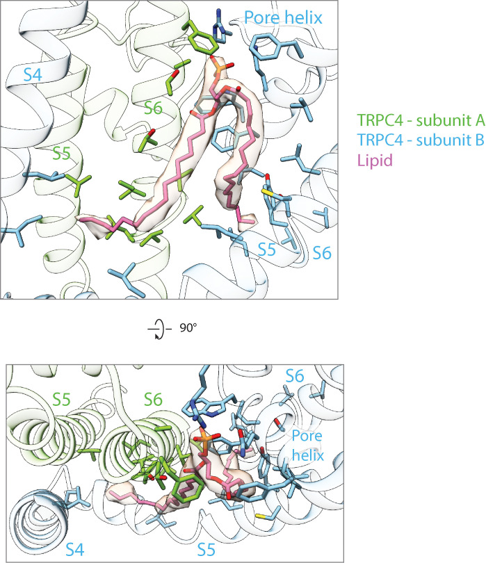 Figure 4—figure supplement 1.