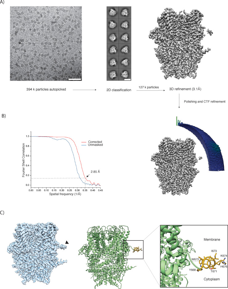 Figure 5—figure supplement 4.