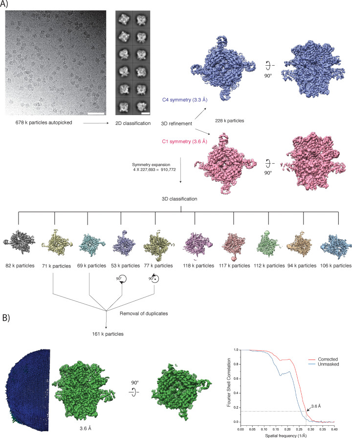 Figure 5—figure supplement 2.