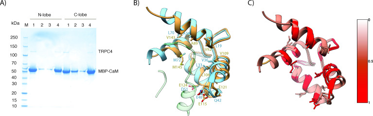 Figure 5—figure supplement 6.